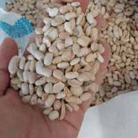 لوبیاچیتی|خوردنی و آشامیدنی|شیراز, شریف‌آباد|دیوار