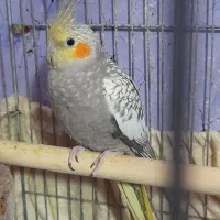 عروس هلندی ۳ ماهه مرواریدی گلباقالی