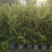 یاس هلندی سطل ۱۲ قدتا ۲ متر