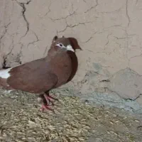 کفتر