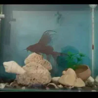 کت خرگوشی باله بلند