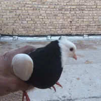 کبوتر|پرنده|مرودشت, ثبت احوال|دیوار