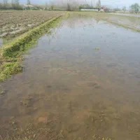 مزرعه کلیمان