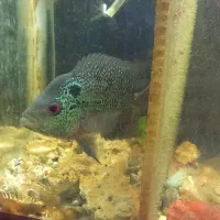 یک عدد فلاور زیبا|ماهی|سراب, |دیوار