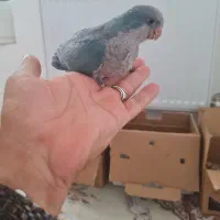 طوطی راهب وگرینچیک