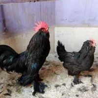 خروس سیاه مرغ سیاه رنگی جهت قربانی باپیک رایگان