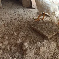 فروش خروس لاری|حیوانات مزرعه|برازجان, |دیوار