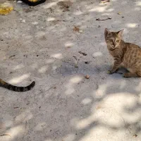 واگذاری گربه|گربه|بوشهر, |دیوار