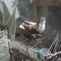 چند عدد پرنده|پرنده|بجنورد, |دیوار