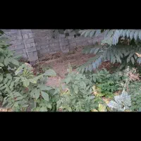 200متر-زمین-و-سوییت-در-سولقان