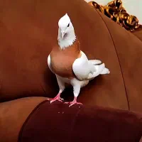 یک جفت طوقی آس جوجه دار