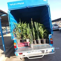 حراج انواع گلهای آپارتمانی وبیرونی|گل و گیاه طبیعی|بیرجند, |دیوار