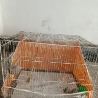 قفس  پرنده|لوازم جانبی حیوانات|قدس, شهر‌قدس|دیوار