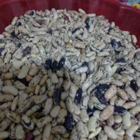 پاچ باقالی