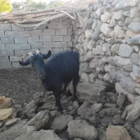 بز .کره .دم قسط چکی|حیوانات مزرعه|کرمان, |دیوار