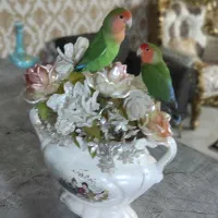 یک جفت کوتوله برزیلی