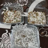 کرم میلورم|خزنده|آبادان, |دیوار