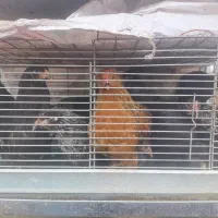 نیمچه برهما