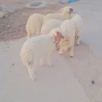 بره نر وماده