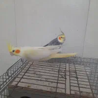 عروس تخم گذار