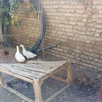 2 عدد اردک