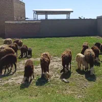 میش  بره افشار