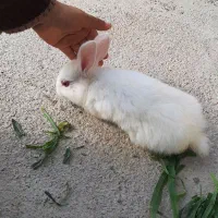 خرگوش دستی باهوش