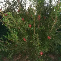 باغ به متراز ۵ هزار مترمربع دارای کانکس بر جاده|فروش زمین و ملک کلنگی|شوط, |دیوار