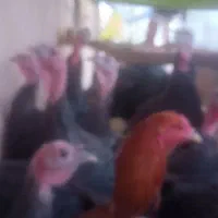 بوقلمون برنزی