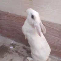 خرگوش ناناز 6تا بچه یک ماهه نیم یک پدر مادر|موش و خرگوش|تبریز, |دیوار