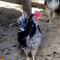 تخم مرغ نطفه دار گلین خاص