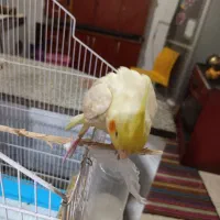 جوجه عروس هلندی لوتینو|پرنده|سیرجان, |دیوار