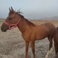 اسب توربرد