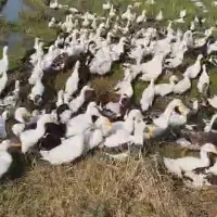 اردک محلی تعداد بالا|حیوانات مزرعه|آستانه اشرفیه, |دیوار