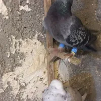 کفتر|پرنده|مشهد, مهدی آباد|دیوار