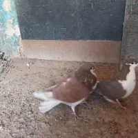 کفتر  کبوتر