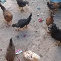 فروشی بصورت نقدی