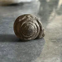 فسیل حلزون قدمت دار