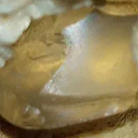 سنگ خام|بدلیجات|باهوکلات, |دیوار