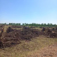 خرید انواع چوب و درخت|خدمات باغبانی و درختکاری|بناب, |دیوار