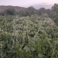 فروش یک جیریب  باغ  انگوری درجه یک