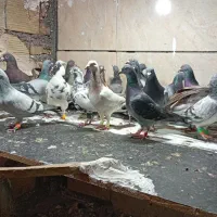 کفتر پرشی دو دسته 35 تایی