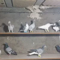 ۳۵تا کفتر شلاق خورده بشرط زدوخورد