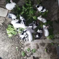 خرگوشه گوش دراز