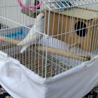 پرنده|پرنده|مریوان, |دیوار