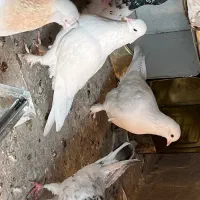 کبوتر پر اغ