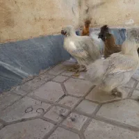 تخم نطفه دار ابریشمی|حیوانات مزرعه|هشتگرد, شهرک بعثت|دیوار