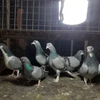 کبوتر ( خرقه و واز)|پرنده|اصفهان, نصرآباد|دیوار