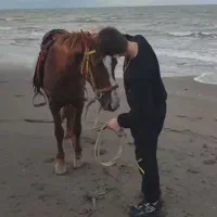 اسب کرسی کرند|اسب و تجهیزات اسب‌سواری|خشکبیجار, |دیوار