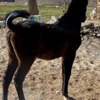 کره اسب کره سلطان داوری نو سیاه خانه خراب|اسب و تجهیزات اسب‌سواری|اصفهان, پرتمان|دیوار